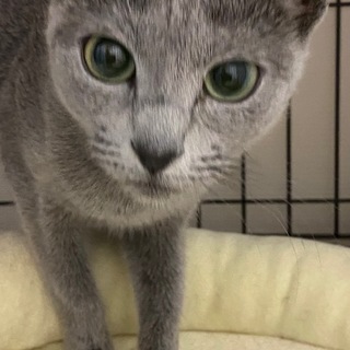 クレオパトラのような綺麗な子です。