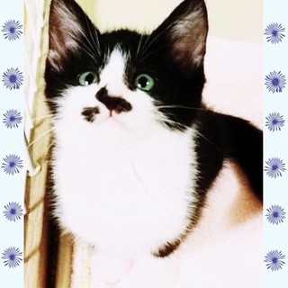 【1/12譲渡会】ブチが可愛いボムくん♪