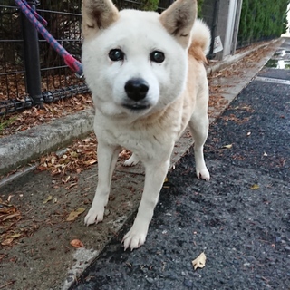 【助けてください】優しいお顔の迷子の引田ワンコ