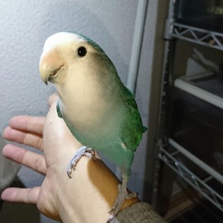 コザクラインコWF　里親決定しました。