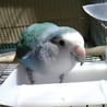 コザクラインコWF　里親決定しました。 サムネイル2