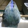 コザクラインコWF　里親決定しました。 サムネイル3