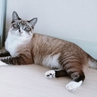 【1/12譲渡会】なーななん♪