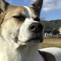 ポルポ