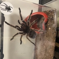 エリザベス