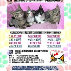 ねこ譲渡会（武田ミシン2階） サムネイル2