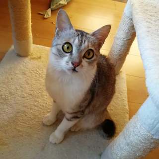 アイラインくっきりの美猫、メリちゃん2歳です！