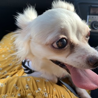 チワワ　２歳〜５歳　女の子、男の子