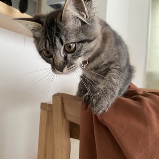 美しい中毛キジトラのタルトちゃん