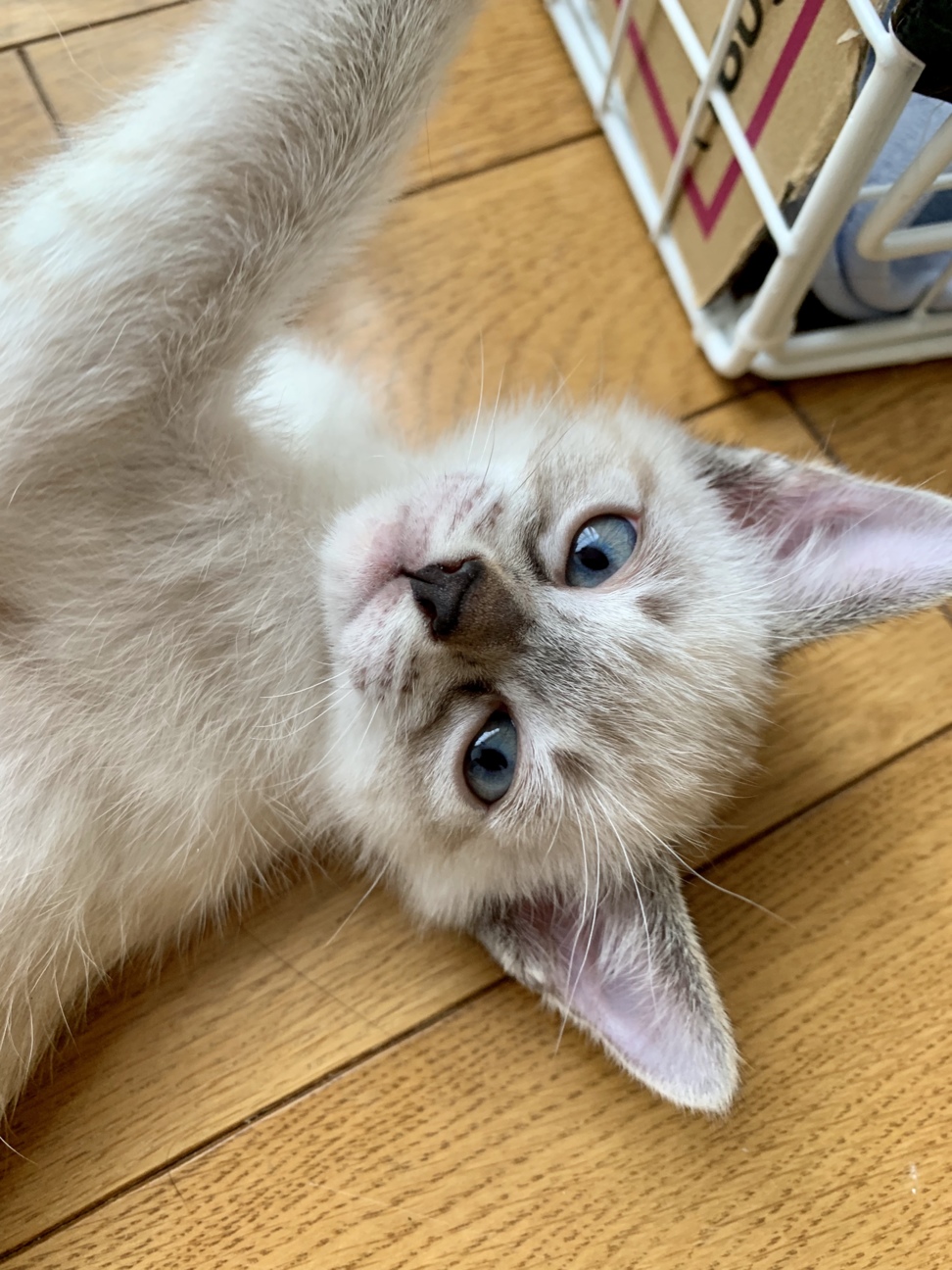 子猫の里親さま募集しています 北海道 猫の里親募集 ペットのおうち 月間利用者150万人