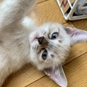 子猫の里親さま募集しています。
