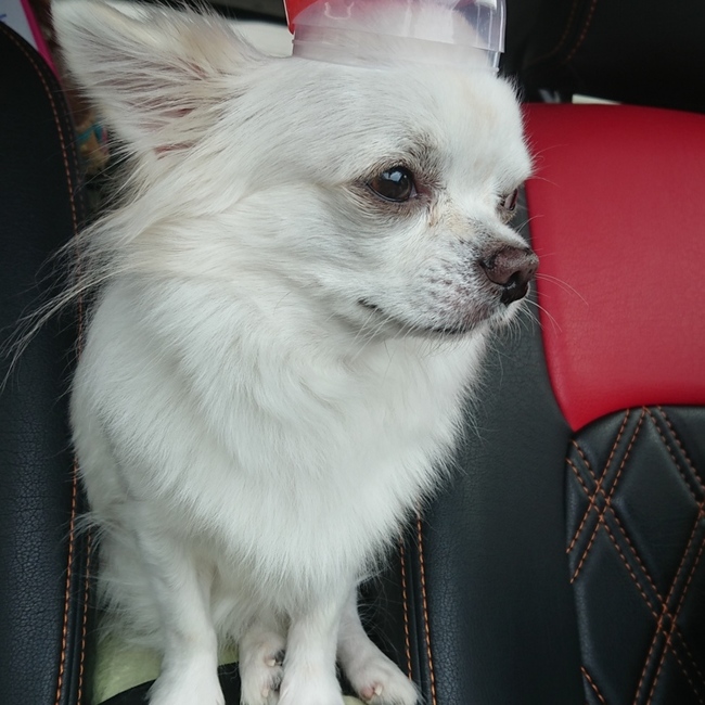 kuーちゃんのカバー写真