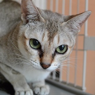 シンガプーラ ブリーダー放棄