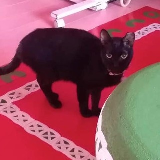 アンアンお喋りが可愛いくるみちゃん