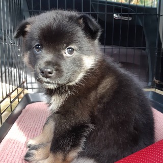 保健所からレスキューした子犬♂