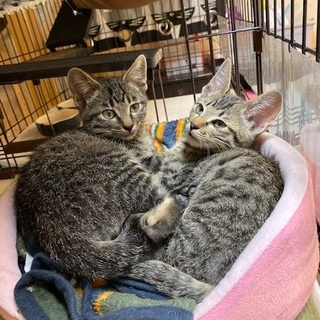 1/11・12阿倍野猫カフェ譲渡会に参加！
