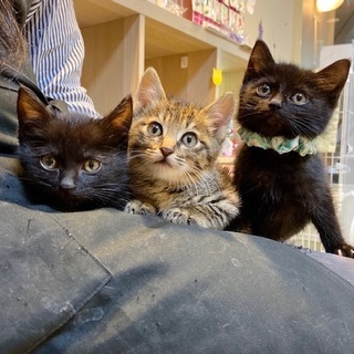 1/11・12阿倍野猫カフェ譲渡会に参加！