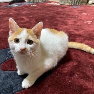 1/11・12阿倍野猫カフェ譲渡会に参加！