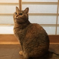 青い瞳の麦わら猫　ちーちゃん