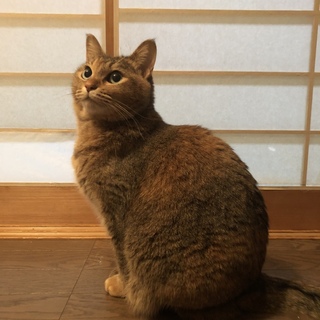 青い瞳の麦わら猫　ちーちゃん