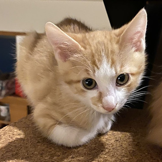 チャ白の保護猫　食いしん坊ハリーの里親さん募集中！