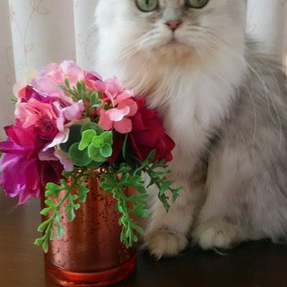 けなげな女の子