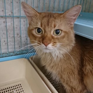 ソマリ★レオン★7歳・男の子