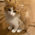 チャ白中毛の保護猫　クールなロランの里親募集中！