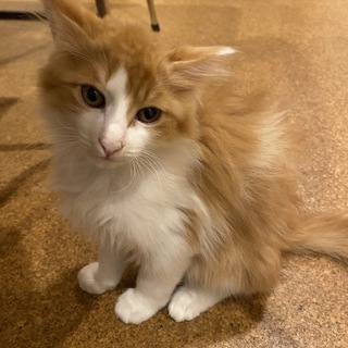 チャ白中毛の保護猫　クールなロランの里親募集中！