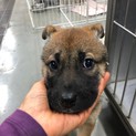 困ったお顔が愛くるしい、まいこちゃん