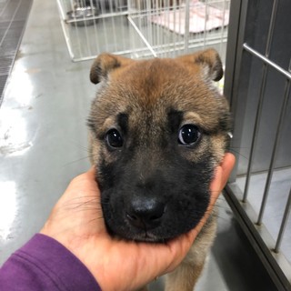 困ったお顔が愛くるしい、まいこちゃん
