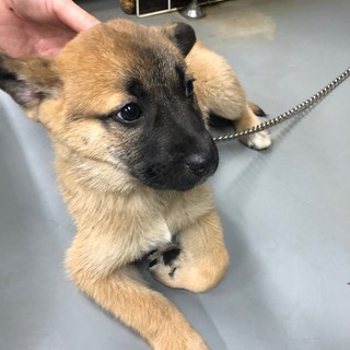 ハナグロ仔犬甘えん坊まー坊→トライアル中