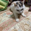 里親募集