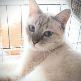 大人しくて懐こい　新之助くん