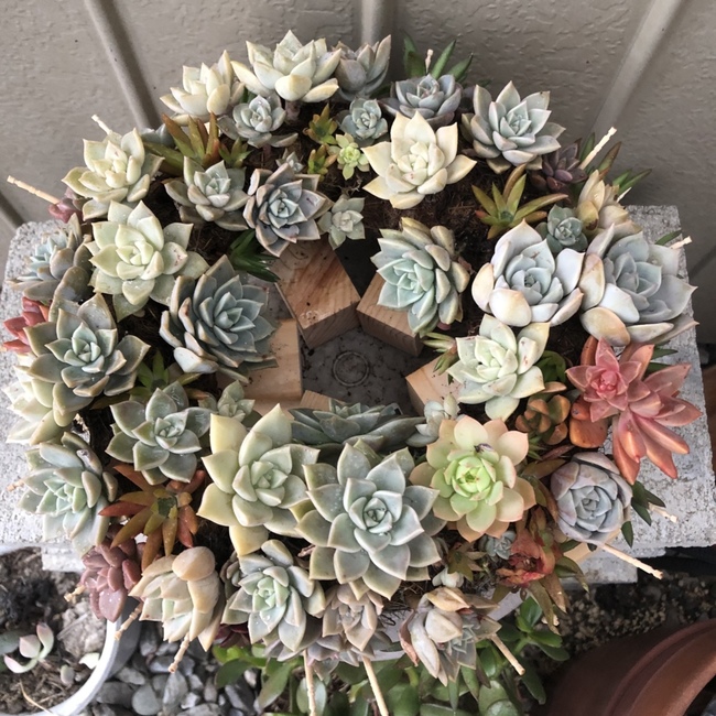 ハイラムのカバー写真