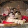 【1/12千葉市譲渡会】まん丸可愛い三毛猫のノエル サムネイル2