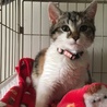 【1/12千葉市譲渡会】まん丸可愛い三毛猫のノエル サムネイル4