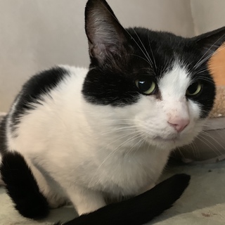 優しいミミくん