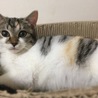 【1/12千葉市譲渡会】まん丸可愛い三毛猫のノエル サムネイル7
