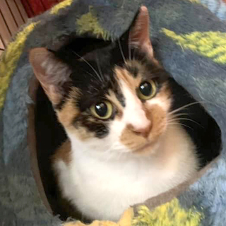 黒三毛がキュートなみのりちゃん