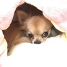チワワ仔犬あつボビーくん サムネイル3