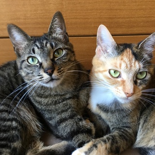 兄妹一緒のお家を探しています(キジトラ)
