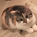 【1/12千葉市譲渡会】まん丸可愛い三毛猫のノエル