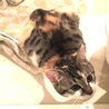 【1/12千葉市譲渡会】まん丸可愛い三毛猫のノエル サムネイル5