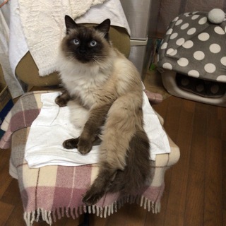 付いて歩いて来るスリスリゴロゴロ 保護猫ポン太くん