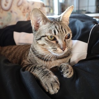 甘えん坊のチコリちゃん