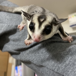 フクロモモンガ(♂・約6カ月)