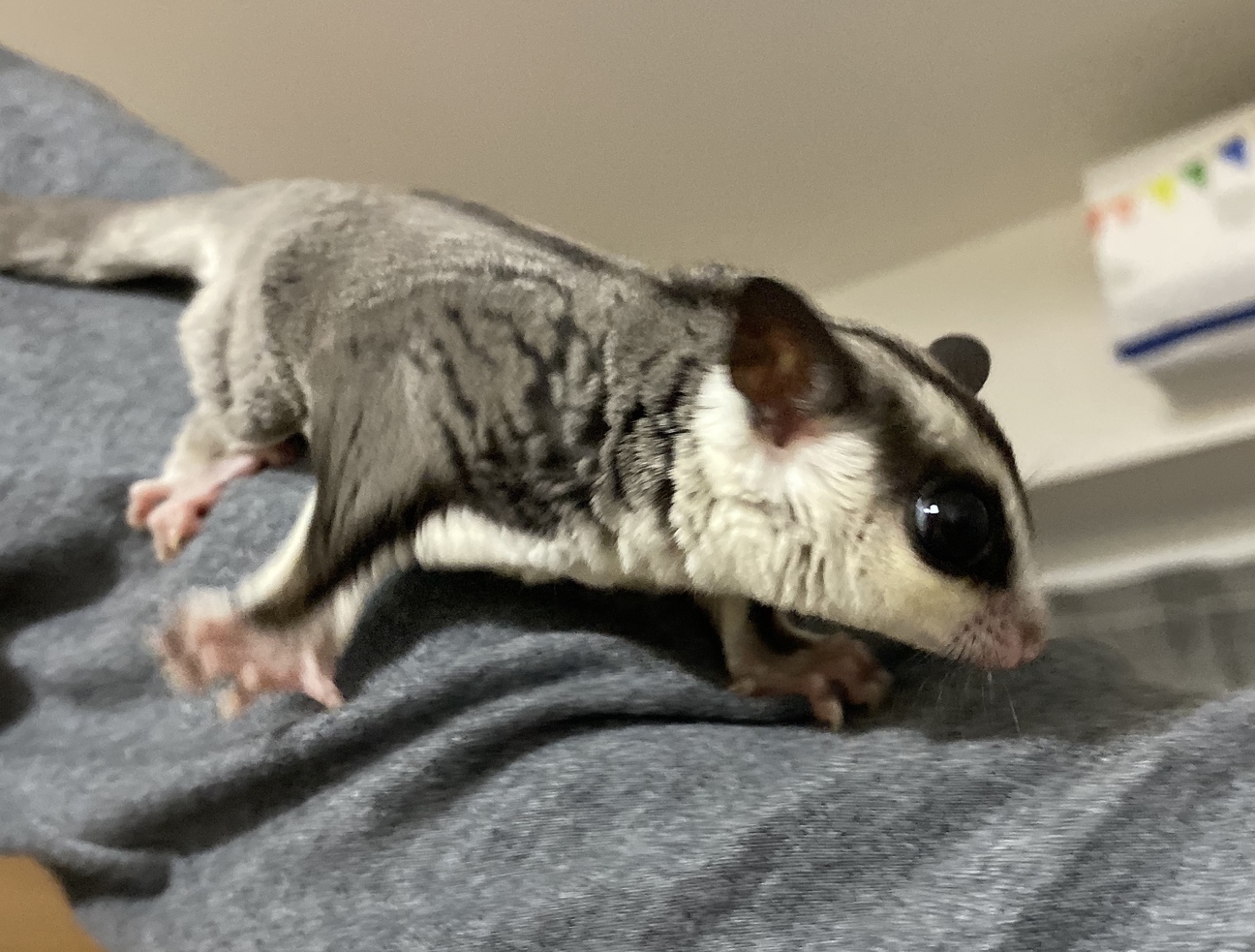 フクロモモンガ(♂・約6カ月) サムネイル2