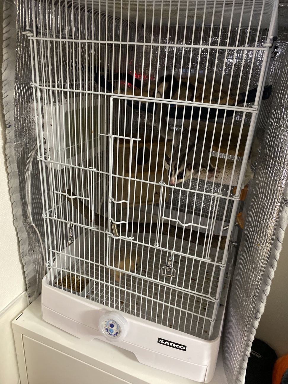 フクロモモンガ(♂・約6カ月) サムネイル3