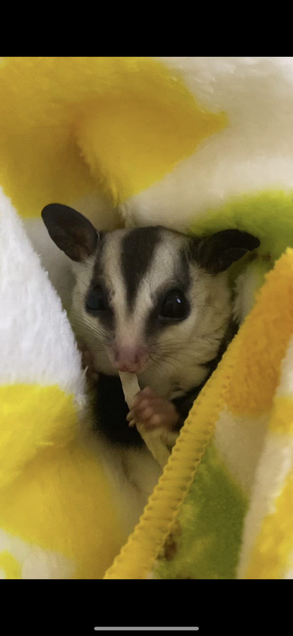 フクロモモンガ(♂・約6カ月) サムネイル4